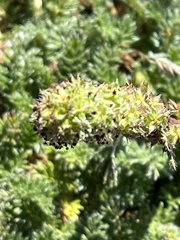 Acaena pinnatifida californica