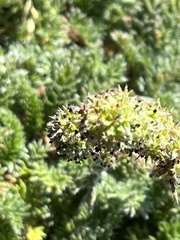 Acaena pinnatifida californica