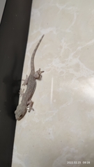 Gekko swinhonis