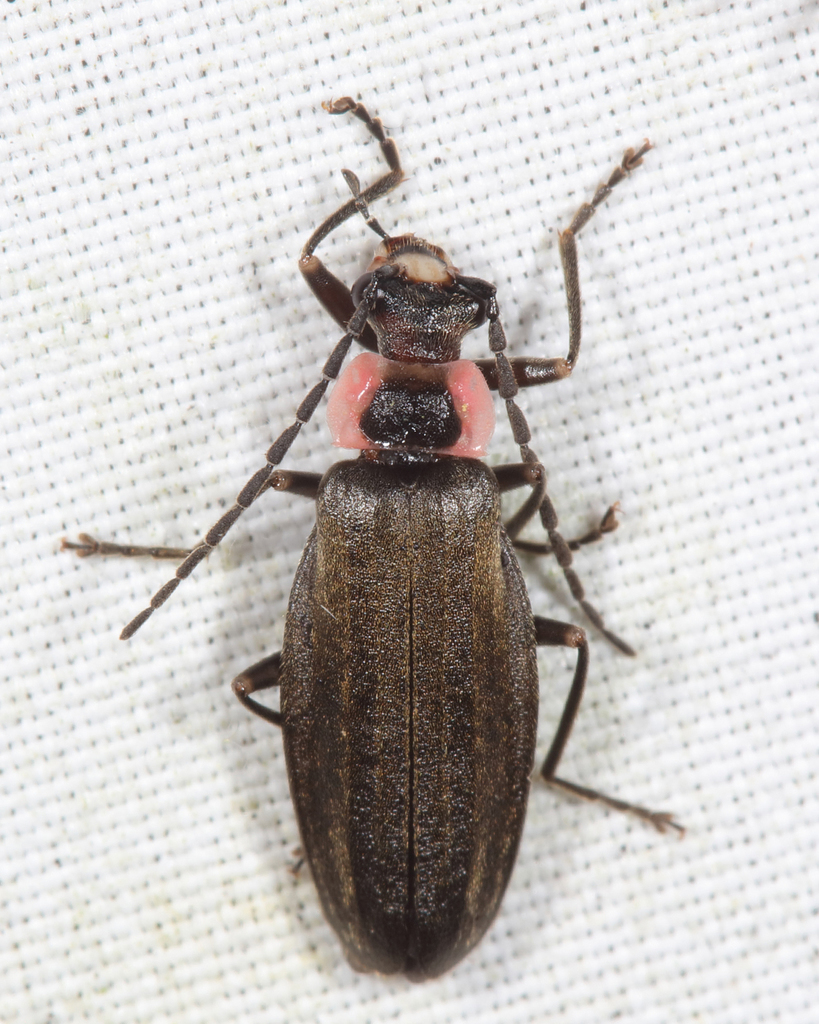 Podabrus pygmaeus