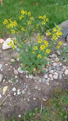 Barbarea vulgaris