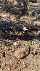 Linanthus inyoensis