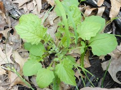 Lapsana communis communis