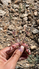 Lomatium nevadense nevadense