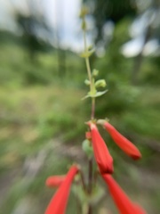 Penstemon murrayanus