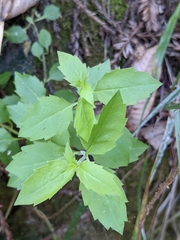 Campanula prenanthoides