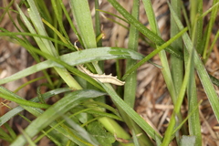 Euclidia cuspidea