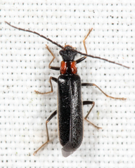 Rhagonycha excavata