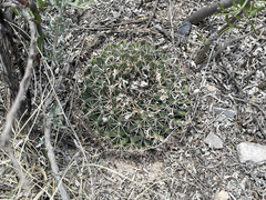 Mammillaria meiacantha