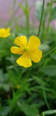 Ranunculus