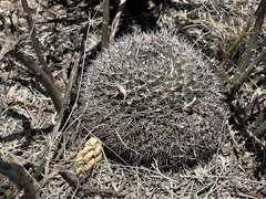 Mammillaria wagneriana