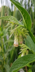 Symphytum officinale