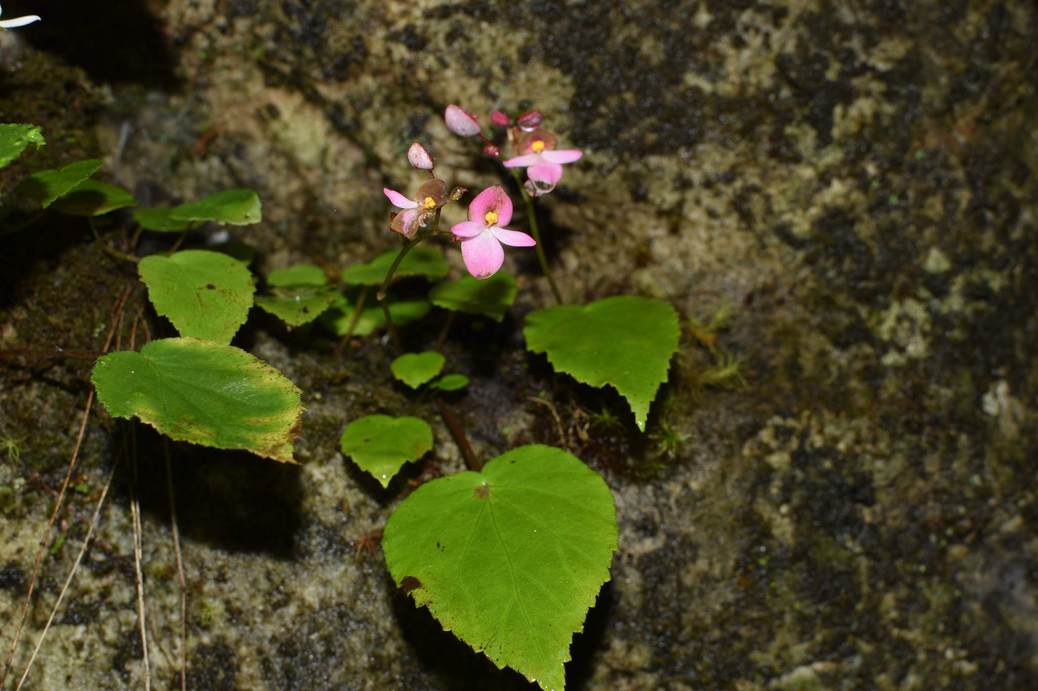 Begonia labordei — ảnh 2