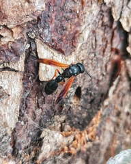 Protodiscoelius merula