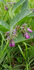Symphytum officinale