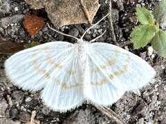 Eudeilinia luteifera