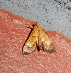Syngamia latimarginalis