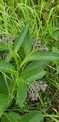 Symphytum officinale