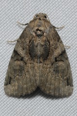 Pseudeustrotia indeterminata