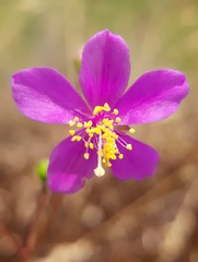 Phemeranthus mengesii