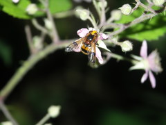 Volucella inflata