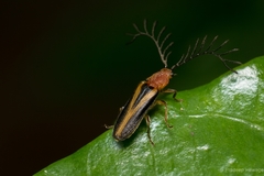 Harmatelia bilinea