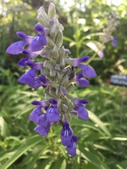 Salvia farinacea