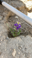 Lupinus odoratus