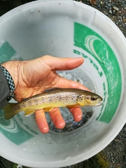 Salmo trutta fario