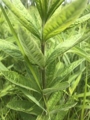 Veronicastrum