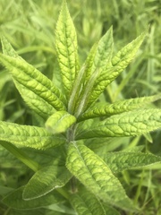Veronicastrum