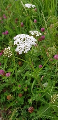 Achillea millefolium