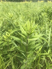 Veronicastrum