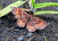 Leptostales rubromarginaria
