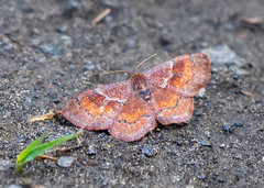 Leptostales rubromarginaria
