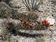 Opuntia stenopetala