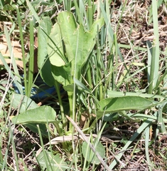 Senecio coronatus