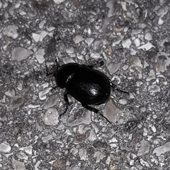 Pentodon bidens punctatus