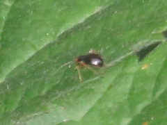 Orthonotus rufifrons