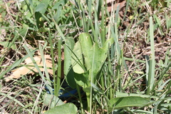 Senecio coronatus