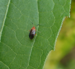 Rhinocapsus vanduzeei