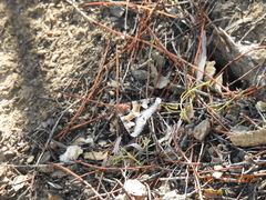 Drasteria pallescens