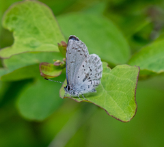 Celastrina asheri