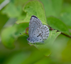 Celastrina asheri