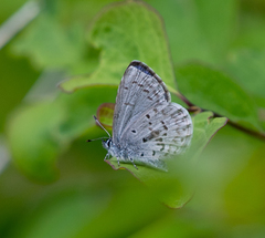 Celastrina asheri
