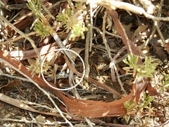 Drasteria pallescens