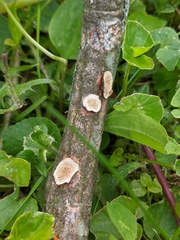 Steccherinum ochraceum