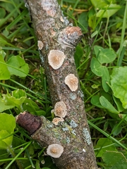 Steccherinum ochraceum