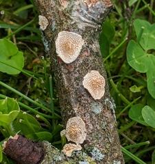 Steccherinum ochraceum