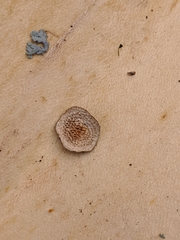 Steccherinum ochraceum